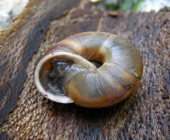 Chilostoma planospira nella faggeta del PNA